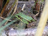 Frog