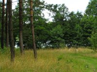 Behind the trees there is a Lakie Lake (Lanka Lake)