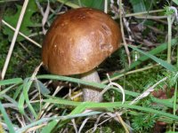 Mushroom