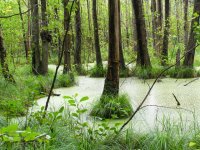 Ciemino Marsh.