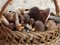 The basket with mushroms