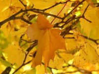 Autumn leaves